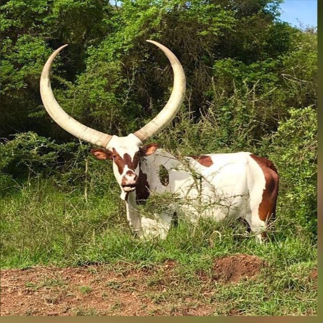 Ranch landscape in Kagera, Tanzania — open pasture and grazing land
